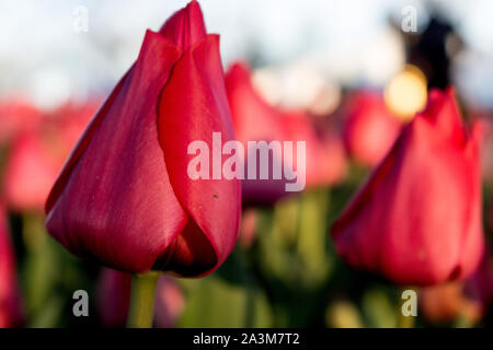Tulipani viola al tramonto a fuoco Foto Stock