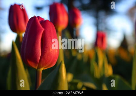 Tulipani viola al tramonto a fuoco Foto Stock