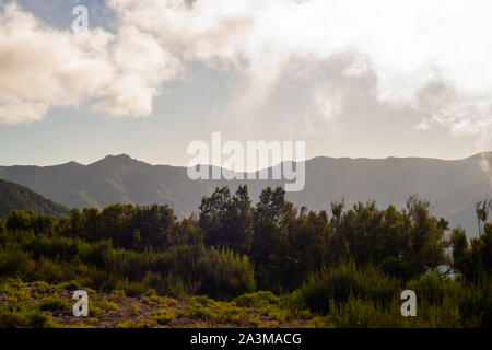 Paúl da Serra, Fanal, Isola di Madeira, Portogallo Foto Stock