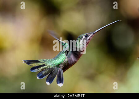 Rufous hummingbird codato in volo Foto Stock