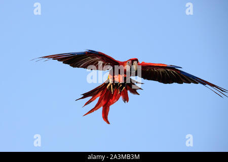 Scarlet Macaw in volo Foto Stock