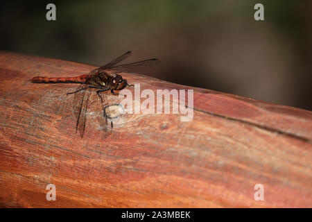 Primo piano di una libellula marrone il riscaldamento su una staccionata di legno al sole Foto Stock