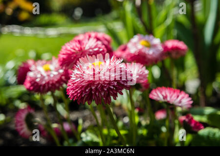 Bellis perennis in giardino Foto Stock