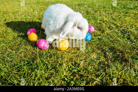 Il Coniglio di Pasqua nel giardino con uova Foto Stock