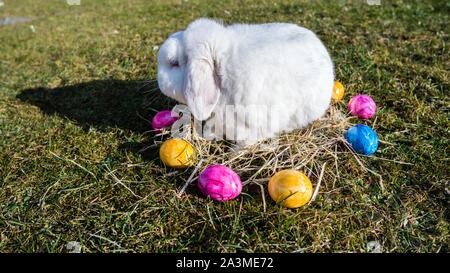 Il Coniglio di Pasqua nel giardino con uova Foto Stock