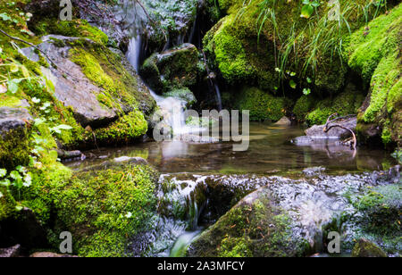 Un grazioso ruscello di montagna scorre su moss-coperta di pietre Foto Stock