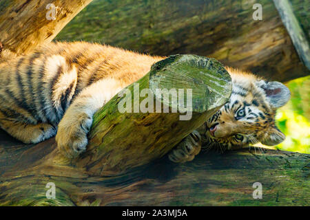 /Amur tigre siberiana Cub (Panthera Tigris Altaica) giacente su un albero caduto Foto Stock