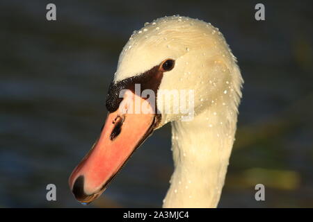 Swan's closeup con gocce d'acqua in bella luce solare Foto Stock