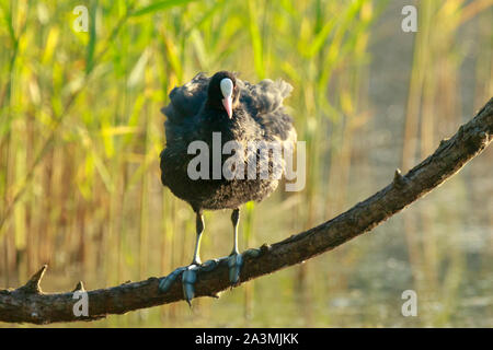 Fulica atra folaga eurasiatica, uccelli acquatici appollaiato su un ramo Foto Stock