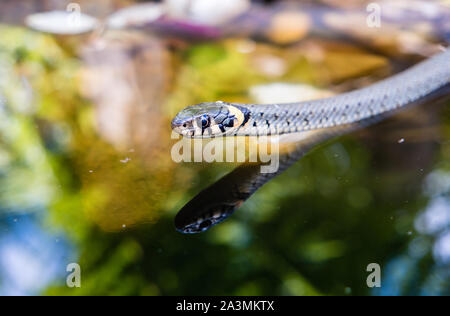 Biscia in un stagno Foto Stock