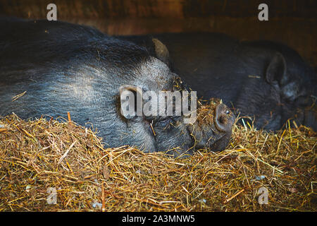 Ritratto di un maiale vietnamita dorme pacificamente su un mucchio di paglia. Foto Stock