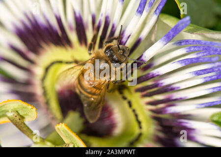 Il miele delle api (Apis mellifera) foraggio su un fiore della passione (Passiflora caerulea), Berkshire, Agosto Foto Stock