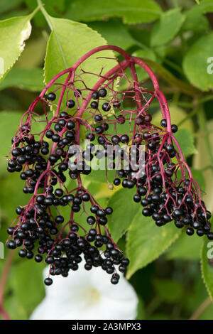 Di sambuco (Sambucus nigra) bacche sull'albero in tarda estate. Peduncolo rosso scuro e leggere la frutta matura, Settembre Foto Stock