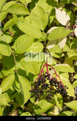 Di sambuco (Sambucus nigra) bacche sull'albero in tarda estate. Peduncolo rosso scuro e leggere la frutta matura, Settembre Foto Stock