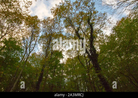 In autunno gli alberi da sotto Foto Stock