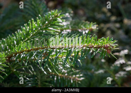 Punta del ramo di conifera Nordmann abete o abete del Caucaso, Abies nordmanniana. Aghi morbidi, utilizzato come albero di Natale. Foto Stock