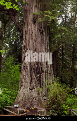CA03615-00...CALIFORNIA - grande albero, una delle funzionalità più comuni di Prairie Creek Redwoods State Park; parte di Redwoods nazionali e i parchi statali complesse. Foto Stock