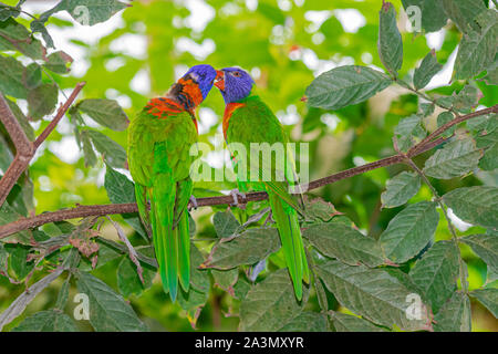 Il cocco lorikeet coppia (Trichoglossus haematodus), dal tempo di pulizia su uno stelo, con vegetazione verde sullo sfondo Foto Stock