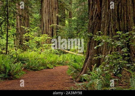 CA03629-00...CALIFORNIA - Loop Trail attraverso il Redwood alberi attraverso Stout Boschetto Jedediah Smith Redwoods State Park. Foto Stock