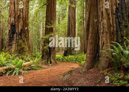 CA03636-00...CALIFORNIA - Loop Trail attraverso il Redwood alberi attraverso Stout Boschetto Jedediah Smith Redwoods State Park. Foto Stock