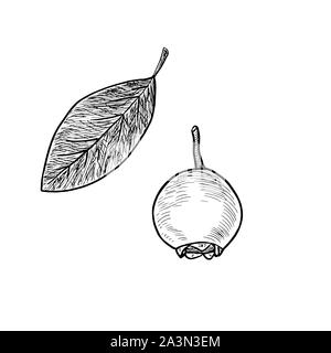 I mirtilli (Vaccinium corymbosum) e foglia, doodle rotocalco schizzo stile illustrazione, elemento per la progettazione Foto Stock