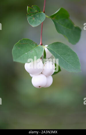 Bella bianco bacche di un comune snowberry bush isolato su sfocato sfondo verde Foto Stock