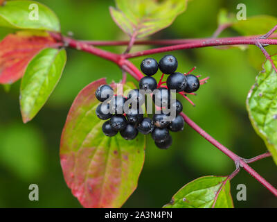 Nannyberries nero su rosso con steli verde e rosso e foglie di autunno (Viburnum lentago) Foto Stock