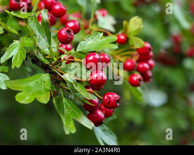 Rosso brillante di bacche e foglie verdi su una boccola di biancospino (Crataegus) Foto Stock