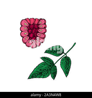 Rosa lamponi maturi ramo con foglia verde, doodle schizzo illustrazione, elemento per la progettazione Foto Stock