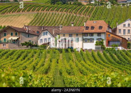 Case e campi di vigne Mont-sur-Rolle un comune nel distretto di Nyon nel cantone di Vaud in Svizzera Foto Stock