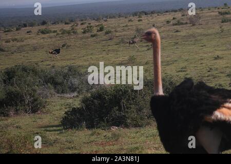 Maschio (struzzo Struthio camelus) guardando due compagni che si rincorrono nella prateria di Addo Elephant National Park, Sud Africa Foto Stock