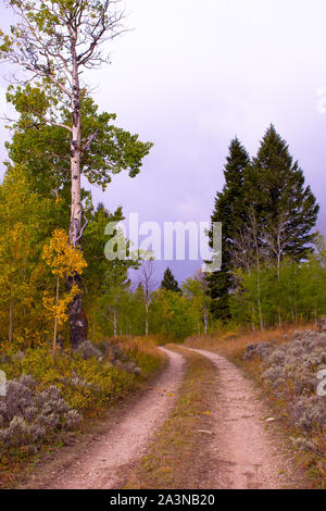 Autunno Aspens e Forest Road a ovest di Yellowstone, Montana USA Foto Stock