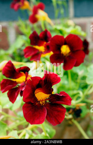 Display di fiori di colore rosso profondo in Nasturtiums il sole estivo Foto Stock