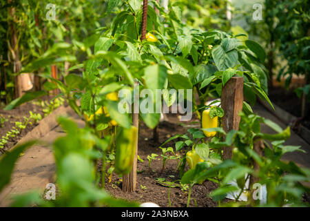 Close-up shot di peperone giallo in serra privato Foto Stock