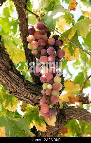Grappolo di uva sulla vite Foto Stock