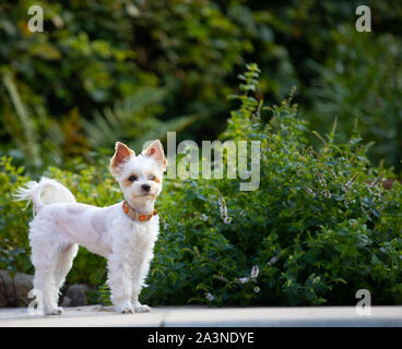 Cane in giardino, Yorkshire,bello piccolo cane bianco,spazio per il testo Foto Stock