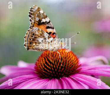 Farfalla su un fiore , stupenda farfalla su un fiore rosa, la fotografia macro Foto Stock