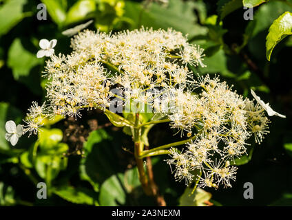 Una macro shot del fiore bianco di una scalata hydrangea bush. Foto Stock