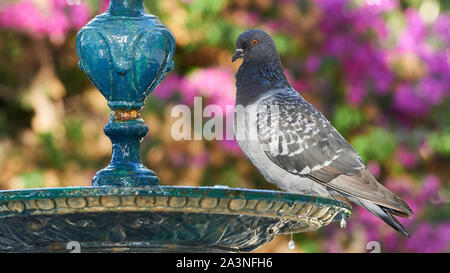 Rock Piccioni Columba livia appollaiato sulla Fontana di ferro colorato e sfondo sfocato Cadiz Spagna Foto Stock