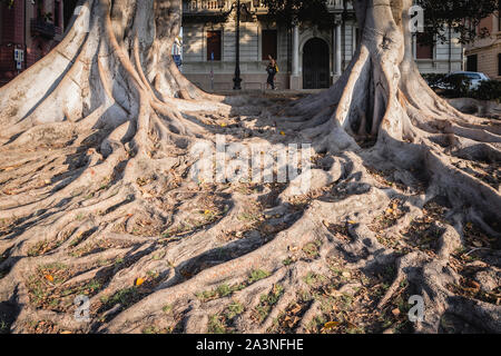 Ficus Macrophylla radici, il lungomare di Reggio Calabria, Italia Foto Stock