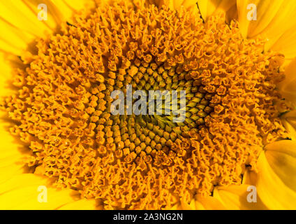 Una macro shot del centro di un girasole bloom. Foto Stock