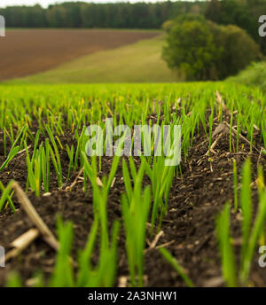 Close-up di giovani piante di grano su un campo con bassa profondità di campo e la messa a fuoco selettiva Foto Stock