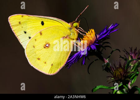 Farfalla di zolfo comune o nuvolosa sul New England aster all'inizio dell'autunno Foto Stock