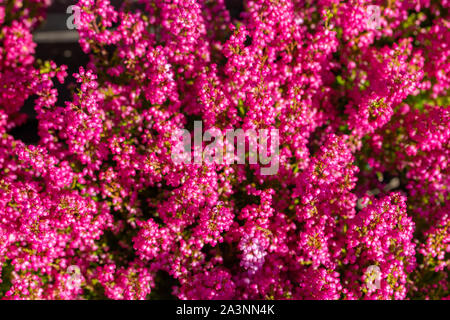 Defocalizzazione erica Erica fiore di rosa fiori di fucsia, vista dall'alto dello sfondo. Naturali freschi di fiori di erica, Erica succursale che fiorisce in autunno Foto Stock