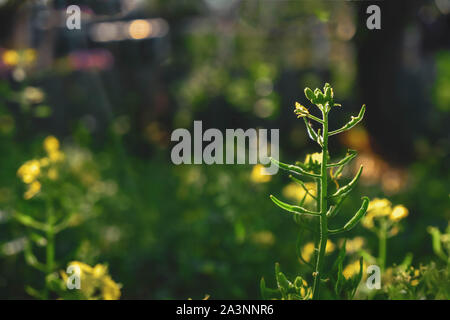 Piccoli fiori gialli su un delicato sfondo verde Foto Stock
