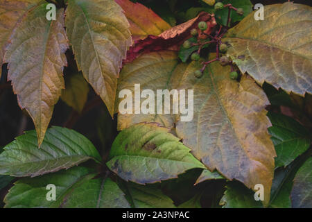 Foglie colorate di uva selvatica e piccoli frutti di bosco. Bellissimo sfondo di autunno Foto Stock