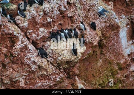 Comune di Colonia murre - comune guillemot sul Red Rock in northsea - Helgoland - Germania - Uria aalge Foto Stock