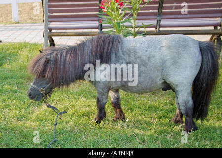 Nana Bruna cavallo mangiare erba in azienda .miniaturizzati a cavallo o Nana Pony cavallo è mangiare fresco di erba verde all'interno del ranch nella campagna di Foto Stock