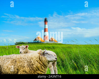 Pecore in paludi salmastre del Mare del Nord Foto Stock