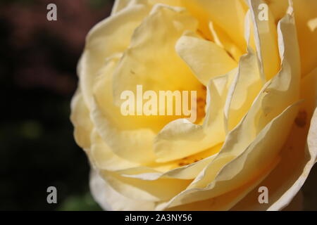 Perfetta estate giallo bocciolo di rosa in fiore nel giardino. Foto Stock